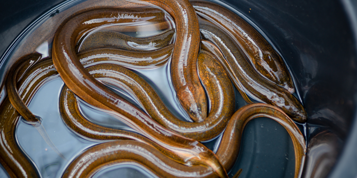 Spøg gik helt galt: Venner lod kæmpe ål ‘svømme’ op i numsen på ven