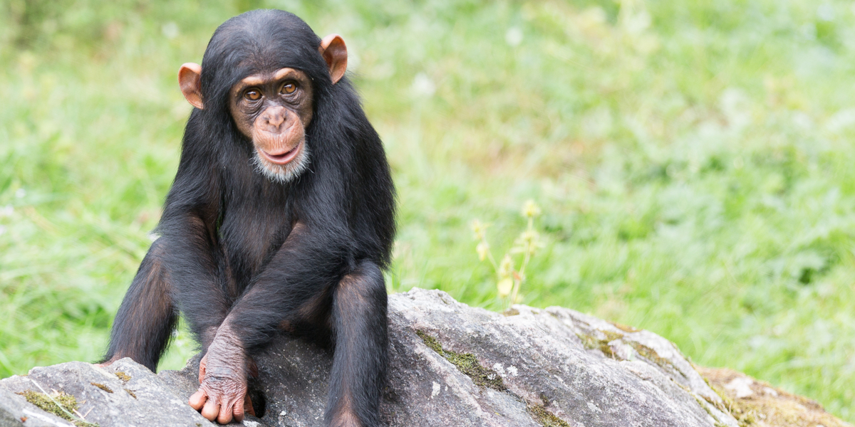 Fem chimpanser slap løs fra zoo i Sverige: Nu er fire skudt og dræbt
