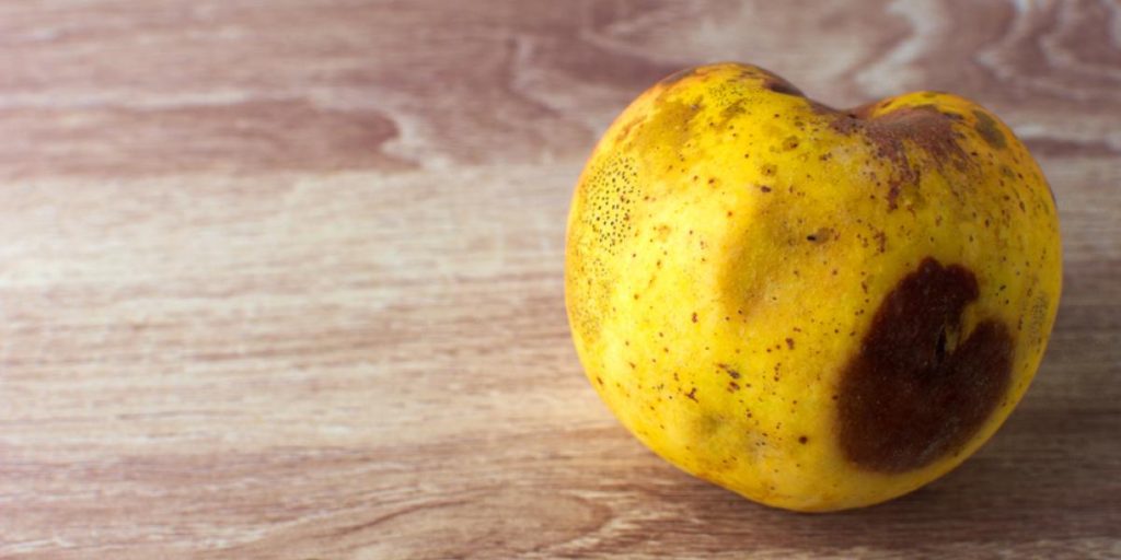 Skærer du den rådne del af et æble væk og spiser resten? Det er potentielt livsfarligt