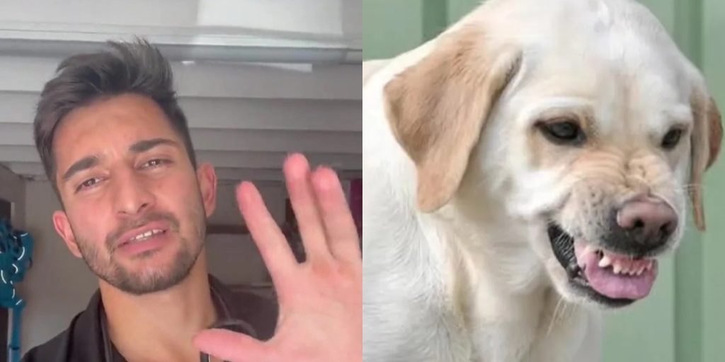 Dyrlæge afslører: Her er 4 advarselstegn på, at en hund vil gå til angreb