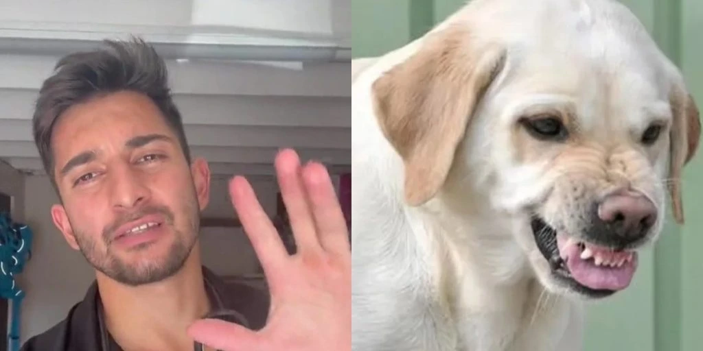 Dyrlæge afslører: Her er 4 advarselstegn på, at en hund vil gå til angreb