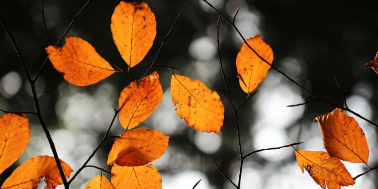 Få styr på haven og afhentning af haveaffald i oktober