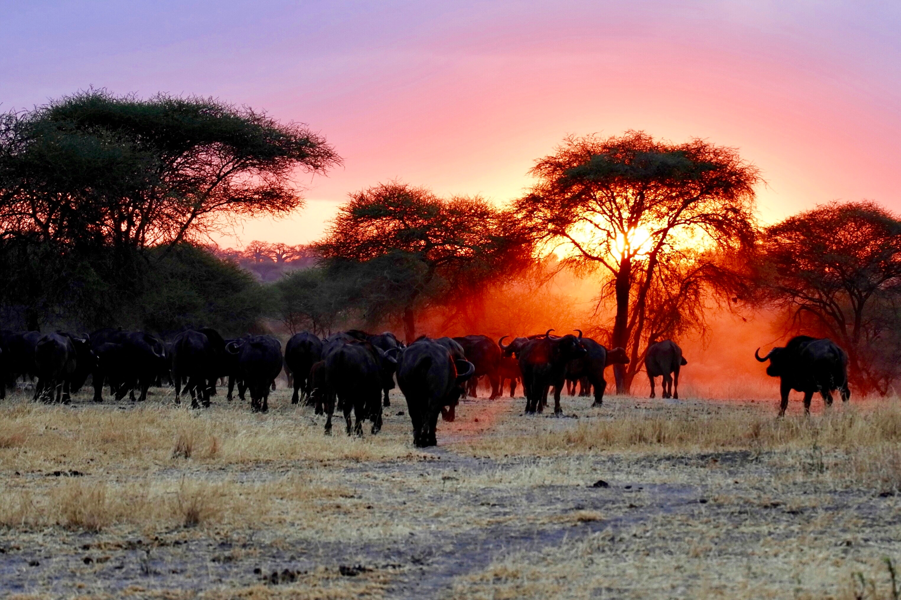 Få en oplevelse for livet: Tag på safarirejse til Tanzania