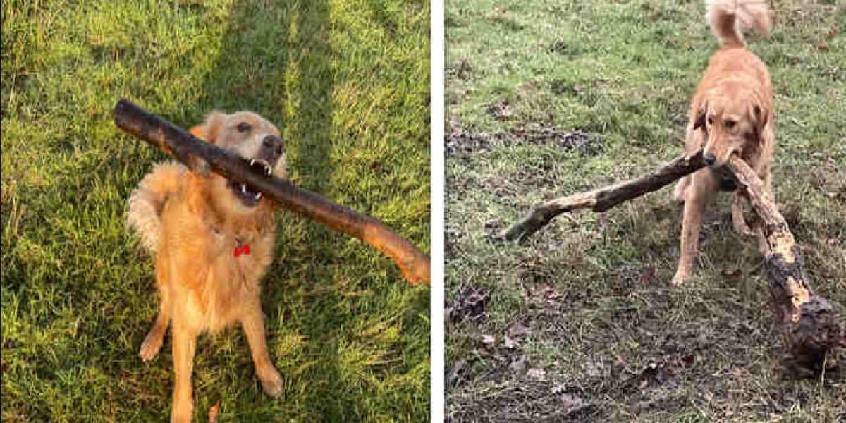 Hunden løber efter pinde: Du gætter ALDRIG hvad den kommer tilbage med