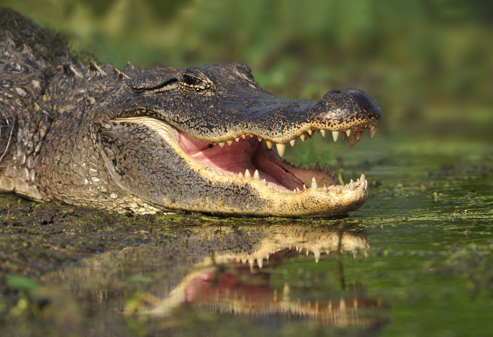 To mænd anholdt: Forsøgte at drikke alligator fuld i øl