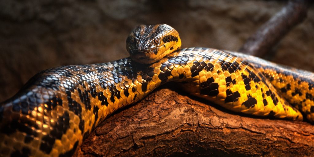 Endnu en slange sluppet fri: 2 meter lang anaconda stukket af fra sin ejer