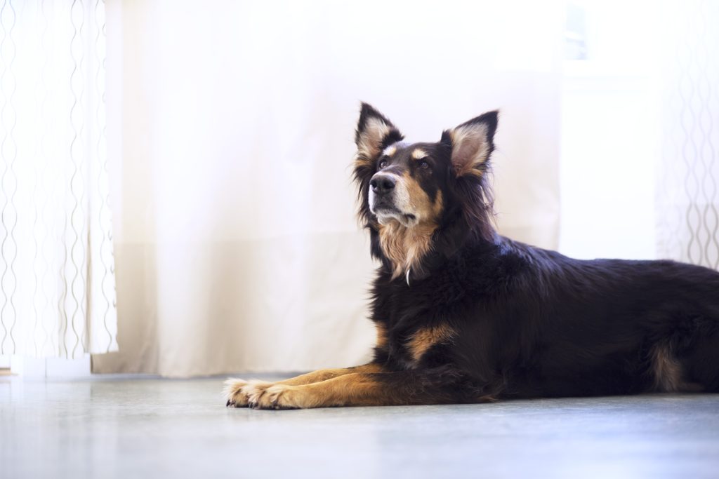 Nytårsaften nærmer sig: Sådan hjælper du bedst din hund gennem nytåret