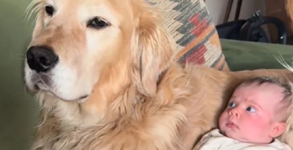 Baby og golden retriever er klar til Halloween: Deres “frygtindgydende” duo-kostume er gået viralt