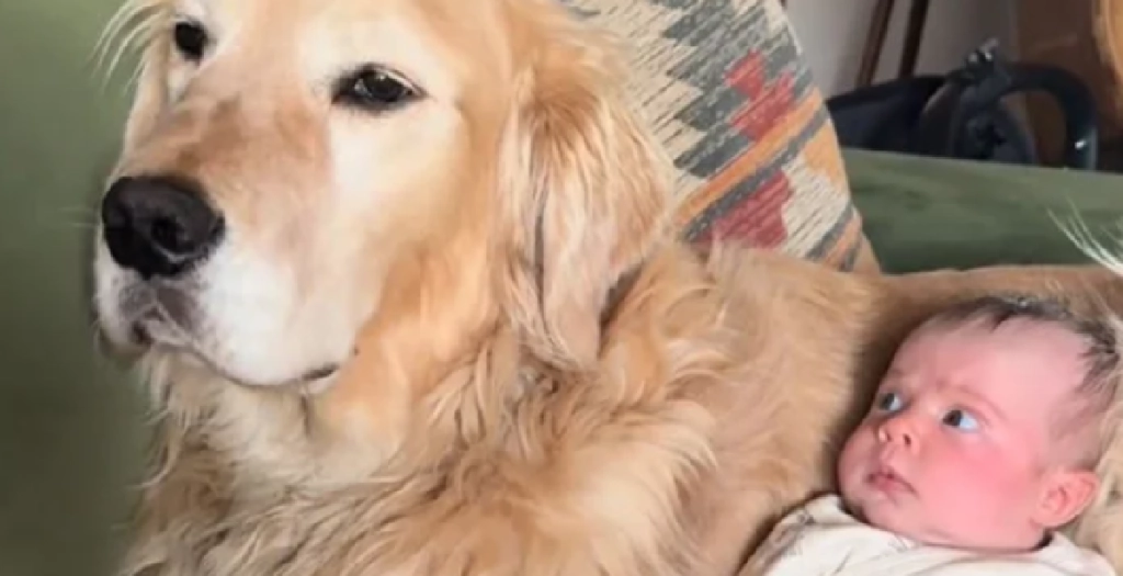 Baby og golden retriever er klar til Halloween: Deres “frygtindgydende” duo-kostume er gået viralt