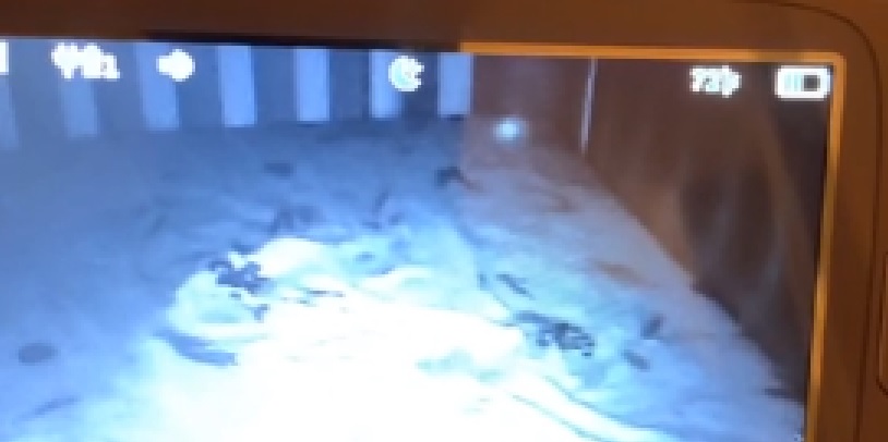 Far fik et chok, da han kiggede på baby-overvågningen: Så skyndte han sig at fjerne sit barn