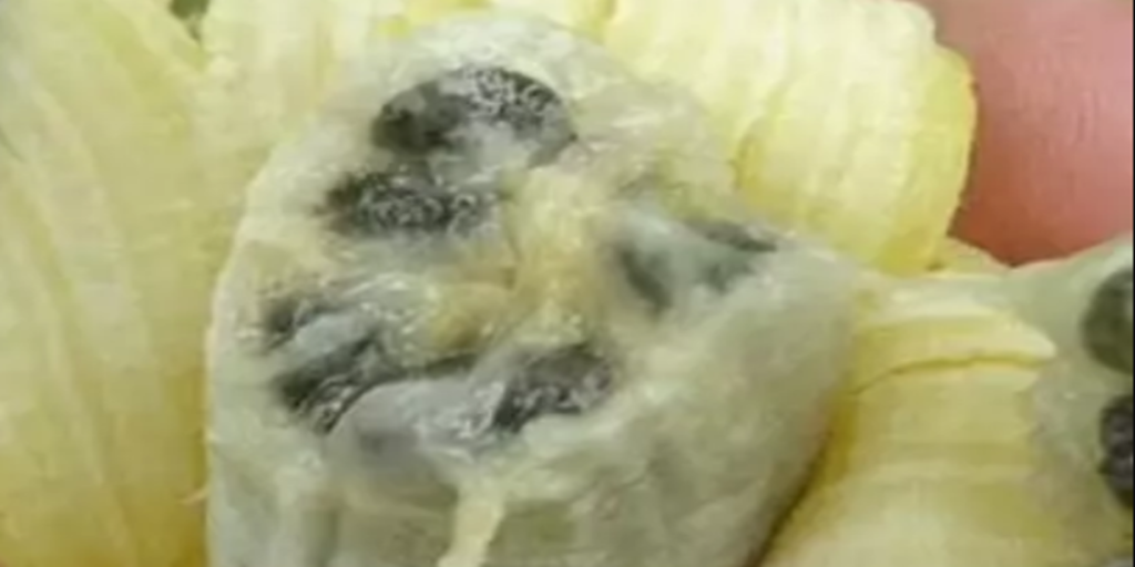 Forsker advarer: Bananer er i fare for at blive udryddet