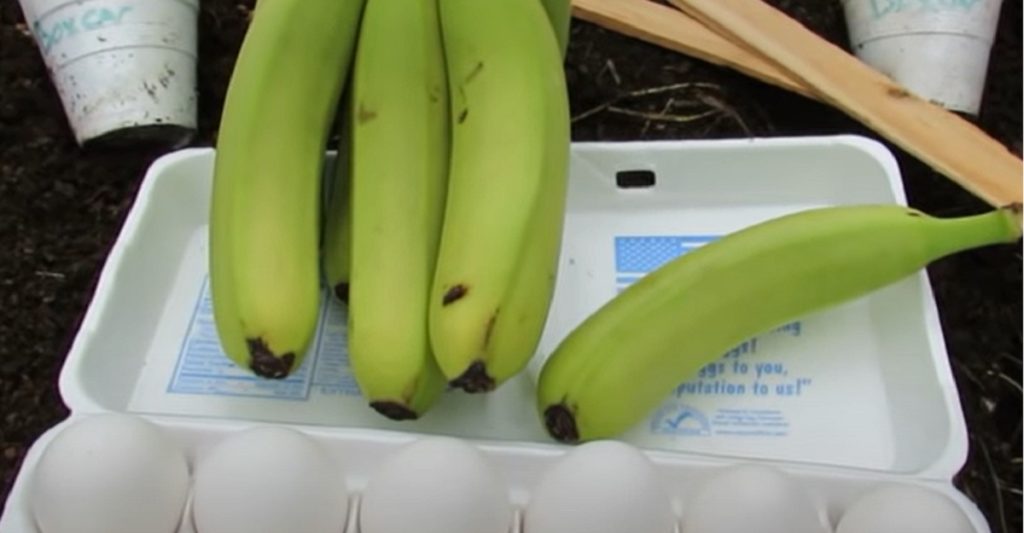 Begrav et æg og en banan i haven: Se så magien ske