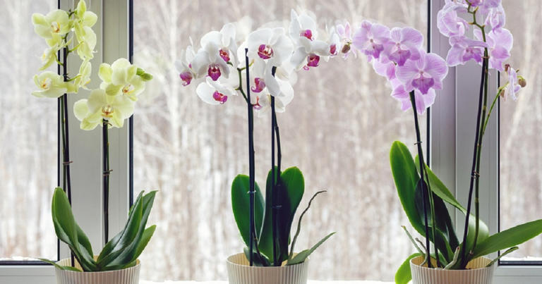 Blomstrende orkideer over natten: Dette husholdningsprodukt får magien til at ske