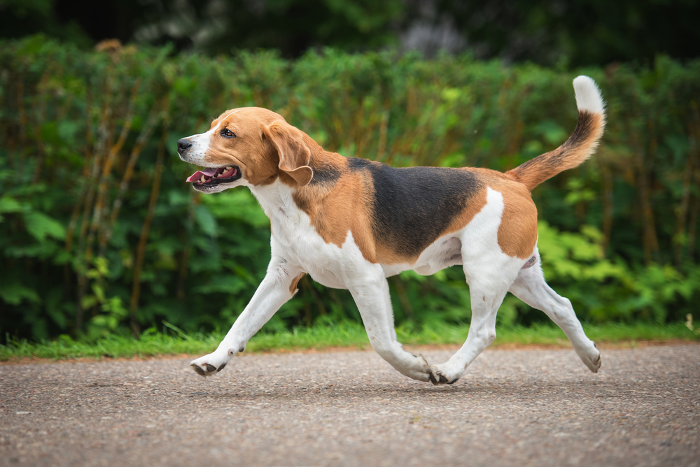Beagle