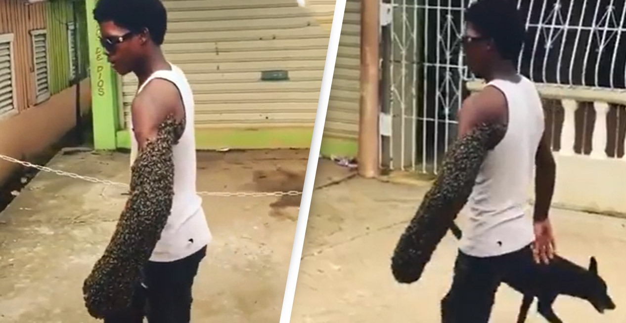 Vildt klip går viralt: Transporterer en hel koloni af bier på armen