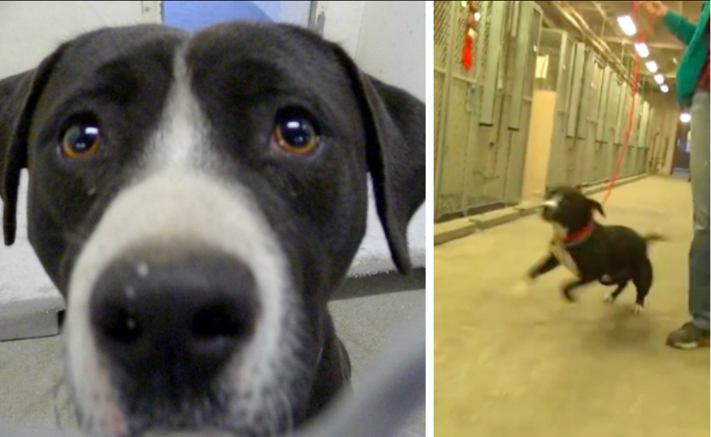 Ingen vil have den hjemløse pitbull Benny: Lige før han skal aflives, sker der noget uventet