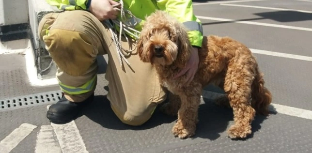 Idioter! Brandvæsenet måtte redde Bertie fra den visse død i brandvarm bil