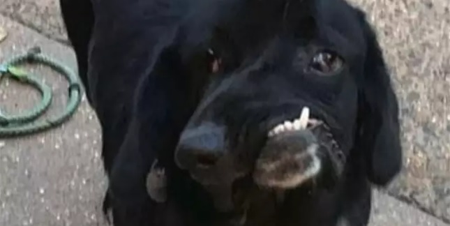 Labrador-hvalp med skævt ansigt leder efter sin nye familie