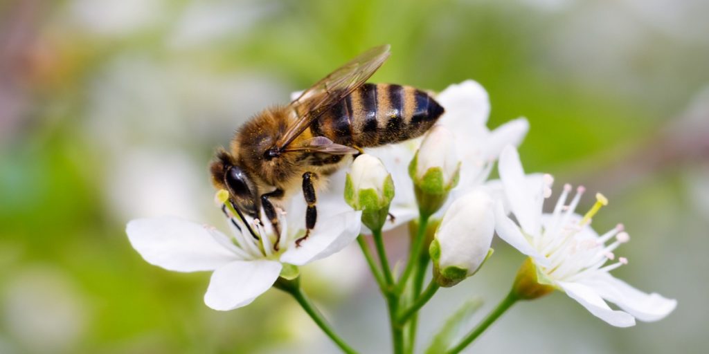 9 ting i hjemmet der stopper svie fra bi- og hvepsestik: Nummer 6 er et mirakelmiddel
