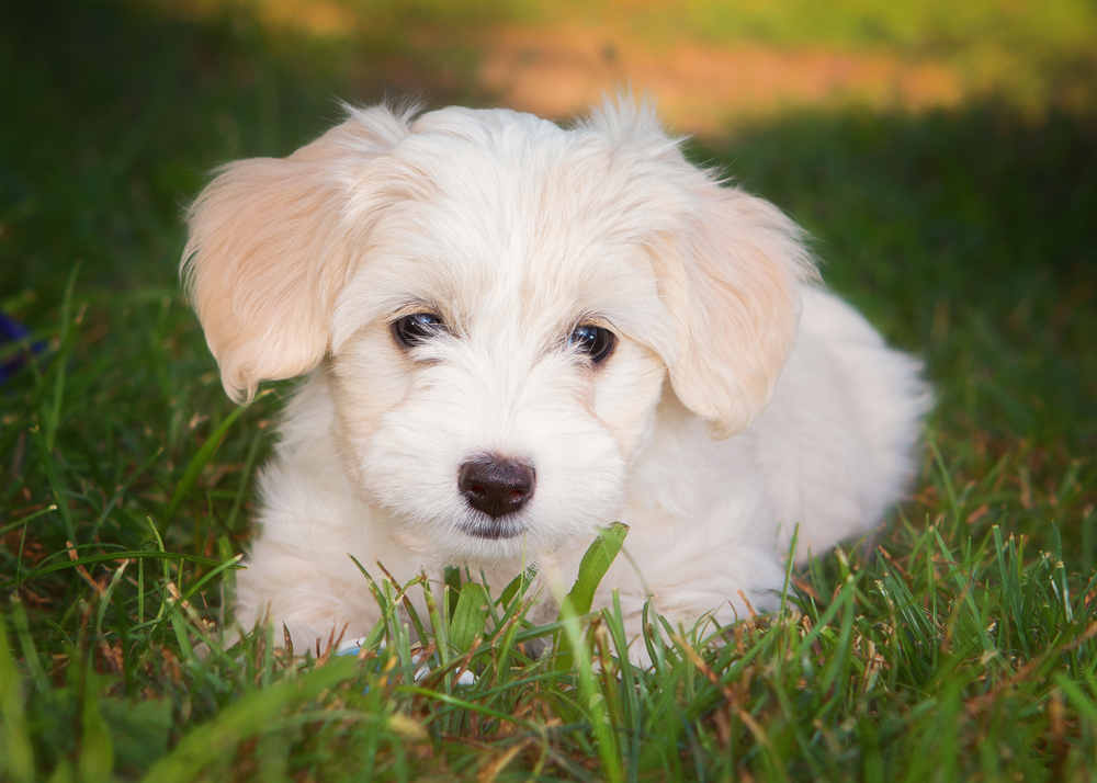 Bichon Havanais (Havaneser)