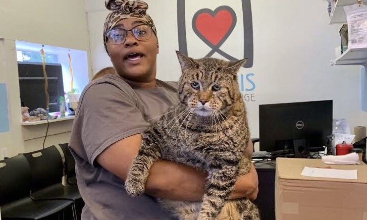 Monsterkatten BeeJay på 12 kilo skal have ny ejer