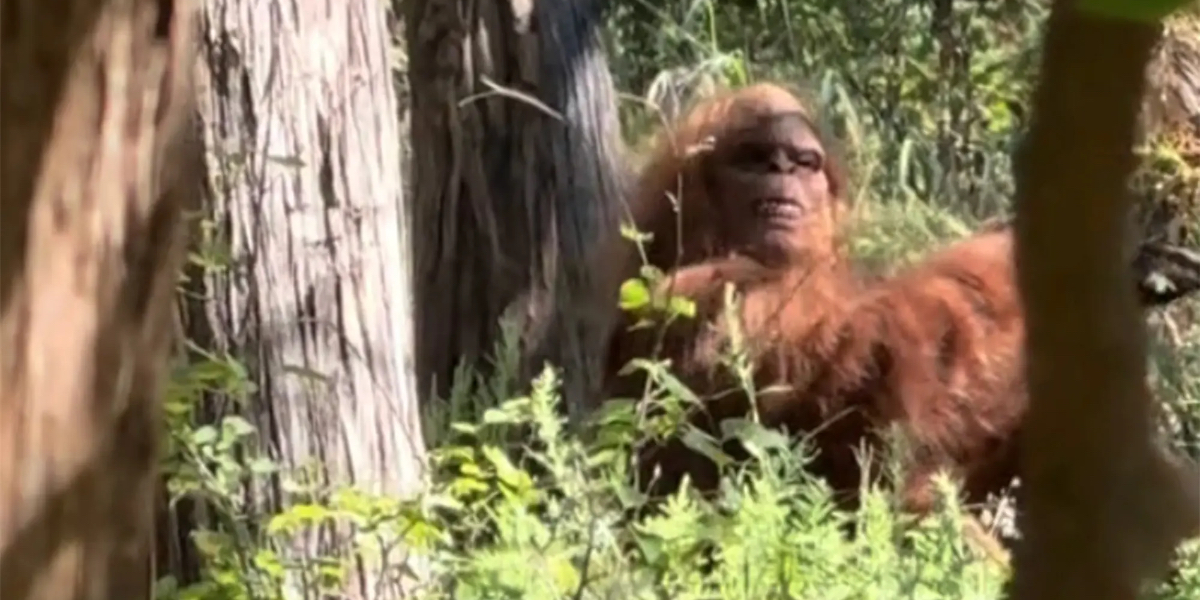 Bigfoot fanget i viral video af skrækslagen vandrer: “Det mest skræmmende øjeblik i mit liv”