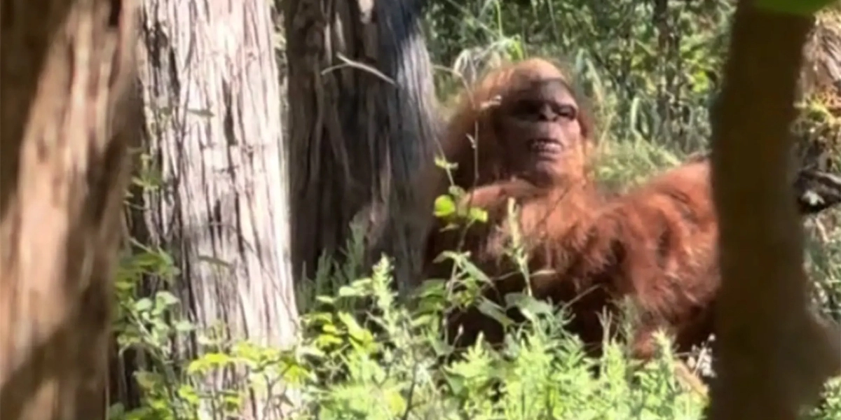 Bigfoot fanget i viral video af skrækslagen vandrer: “Det mest skræmmende øjeblik i mit liv”