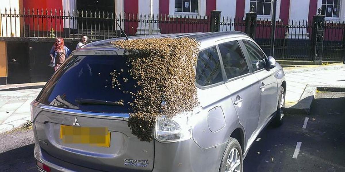 20.000 bier jagtede bil i to dage: Ejeren blev målløs, da han fandt ud af hvorfor