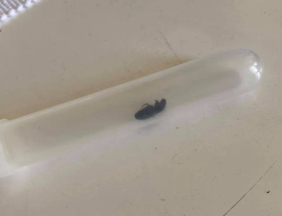 Toårig var i store smerter: Lægerne fik et chok, da de undersøgte ham