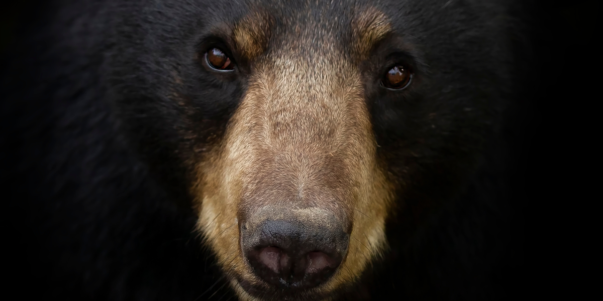 Kvinde overlever angreb af bjørn: Hamrede den en på tuden