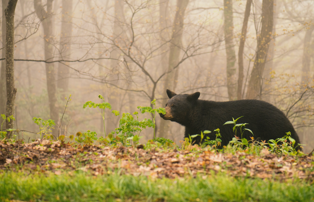 Mand forsøgte at skyde bjørn: Kom i stedet til at skyde og dræbe sin bror