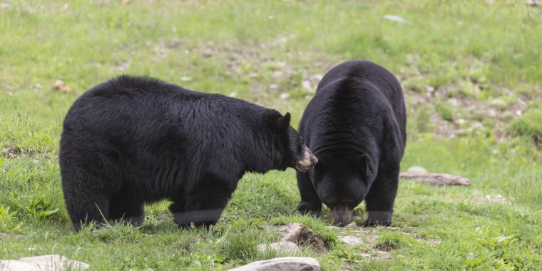 Mand troede han købte to hunde – to år senere fik han lidt af et chok