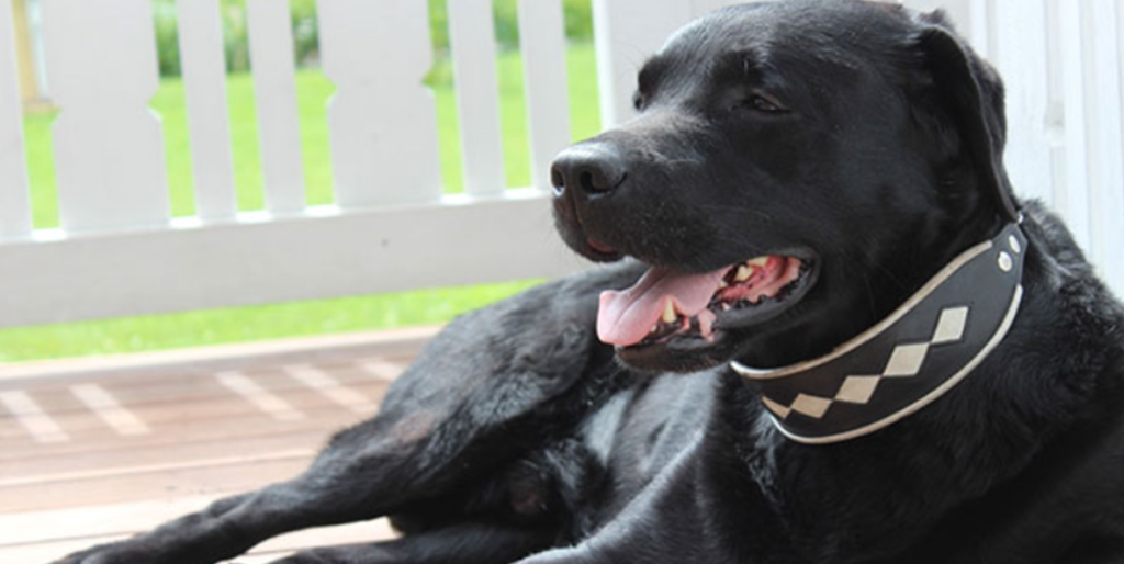Labradoren Blaze er født med helt speciel sygdom: I dag er den helt uigenkendelig