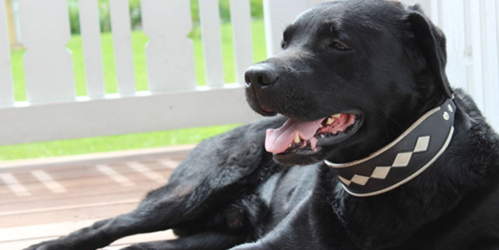 Labradoren Blaze er født med helt speciel sygdom: I dag er den helt uigenkendelig