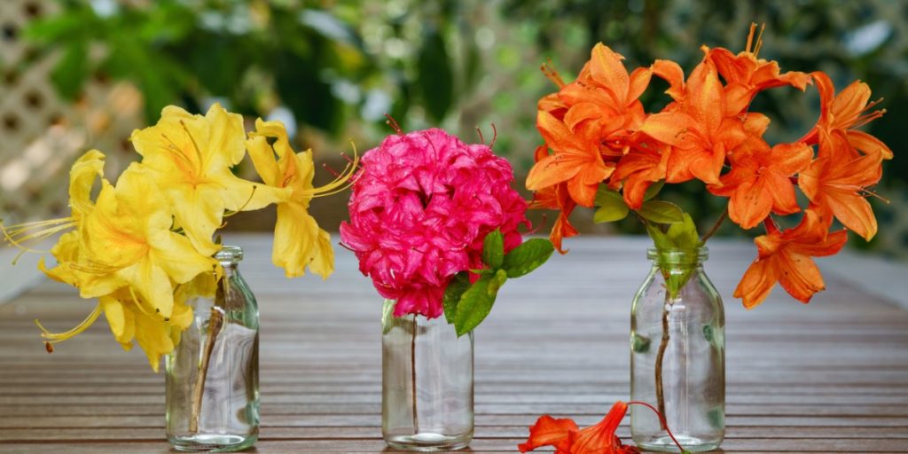 Til de utålmodige haveelskere: Disse 15 blomster springer ud, så snart du planter dem