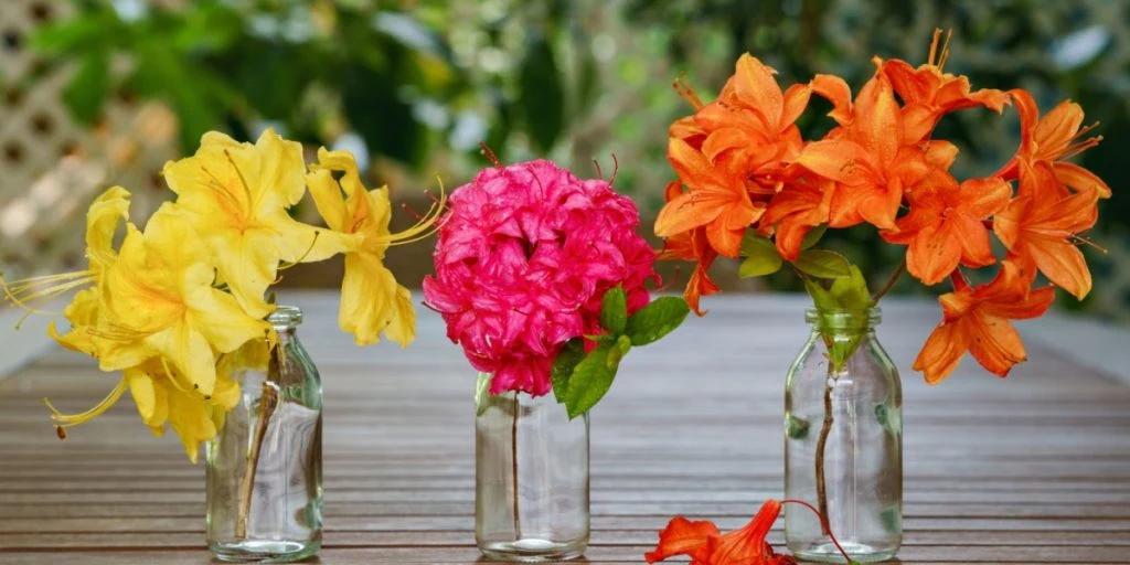 Til de utålmodige haveelskere: Disse 15 blomster springer ud, så snart du planter dem