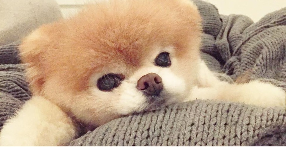 Verdens sødeste hund Boo er død