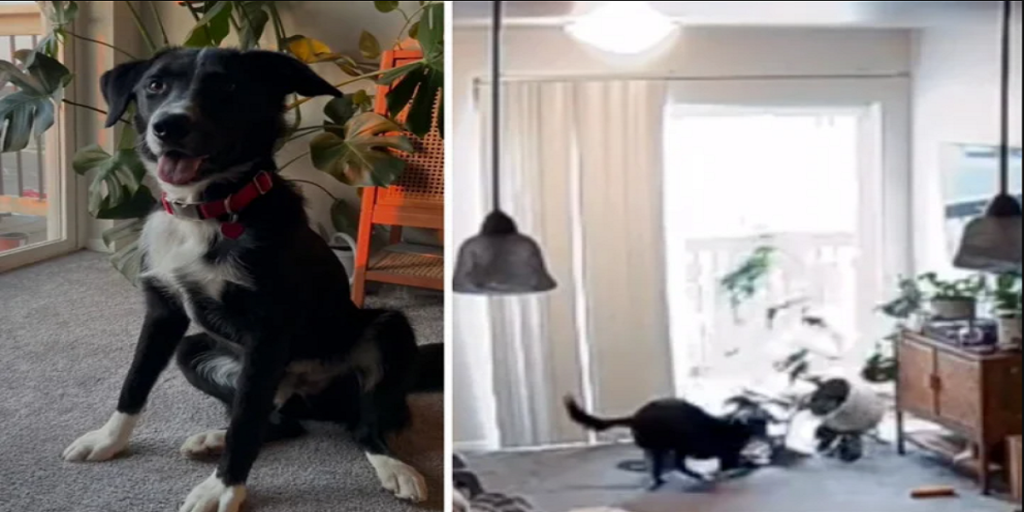 Hund leger rundt i stuen: Da ejeren kommer hjem, kan hun ikke tro sine egne øjne