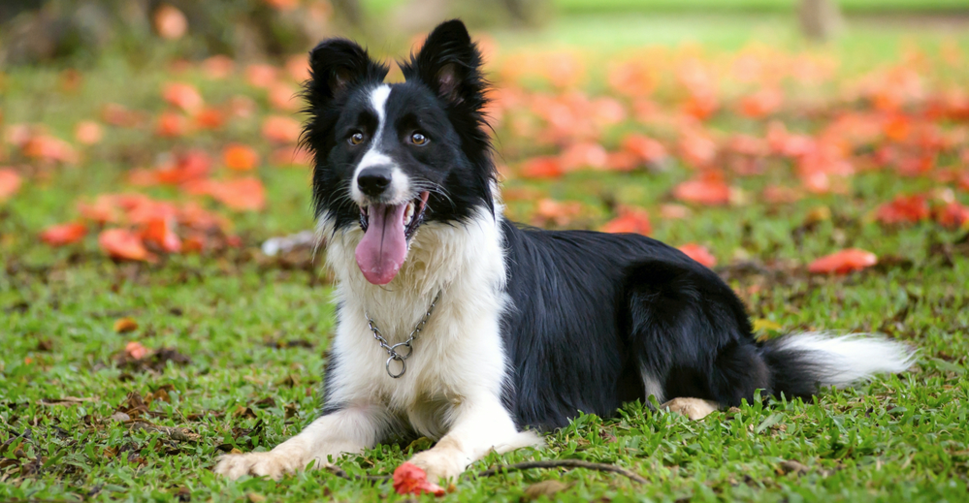 Border Collie