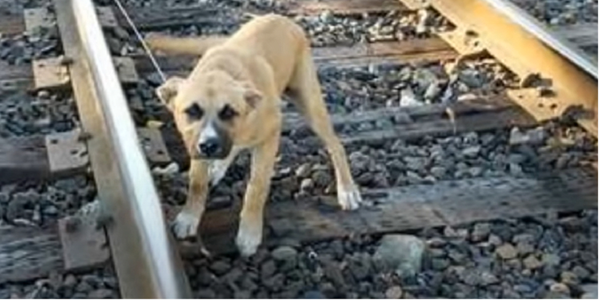 Hunden står helt stille på togskinnerne: Da manden går tættere på, bliver han chokeret og rasende