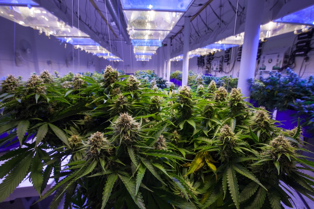 Nu bliver cannabis lovligt