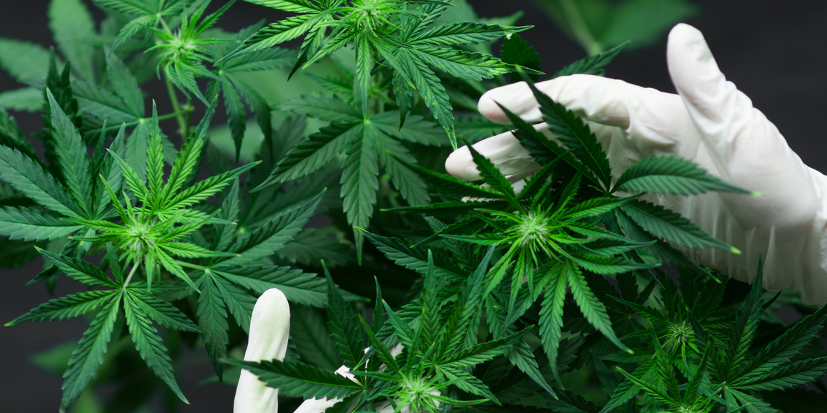Legaliserer cannabis: Vil lave en ny form for turisme
