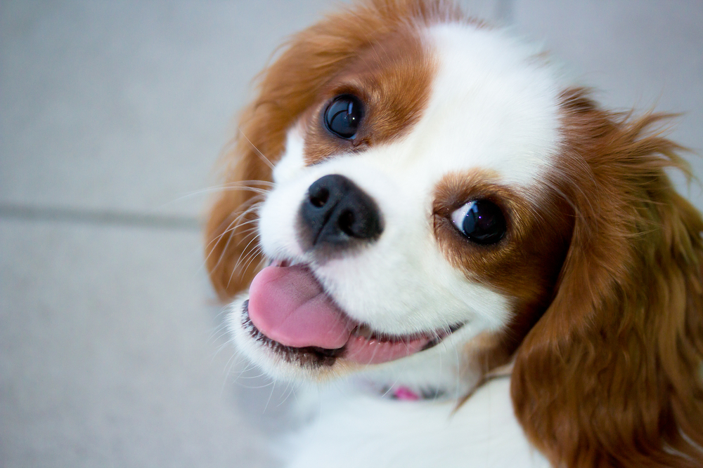 Cavalier King Charles Spaniel (Cavalieren)