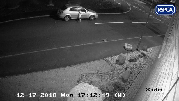 Hjerteskærende video: Hund efterlades midt på gaden kort før jul