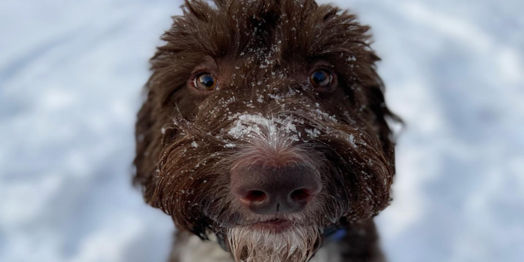 Par er i chok, da de ser hvad deres hund har gjort: ‘Han har aldrig gjort noget forkert før’