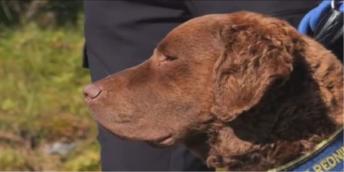Eddy var ude at gå med sin hund: Kort efter sker noget uventet