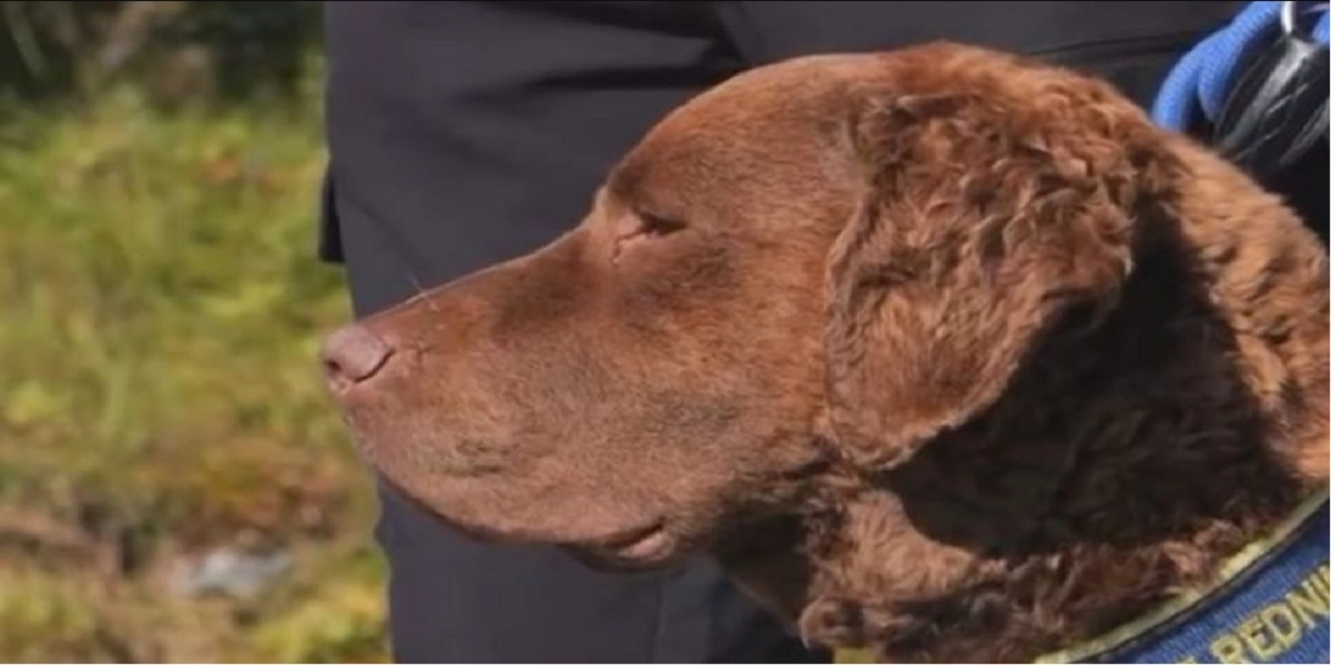 Eddy var ude at gå med sin hund: Kort efter sker noget uventet