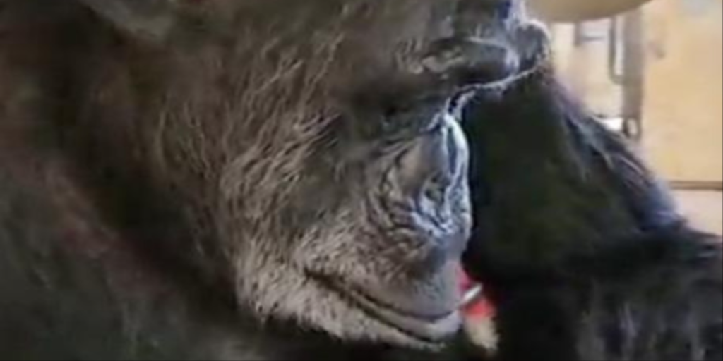 Dyreelsker ser noget mærkeligt i chimpansens pels – tjekker overvågning og opdager sandheden