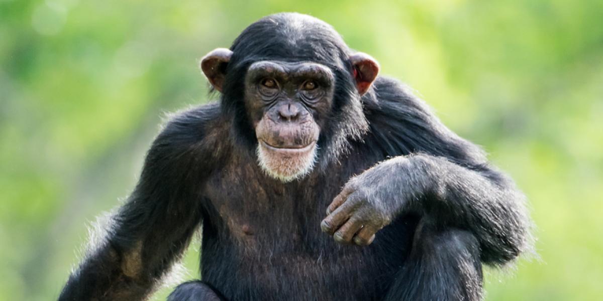 Kvinde udelukket fra zoologisk have: Havde affære med chimpanse