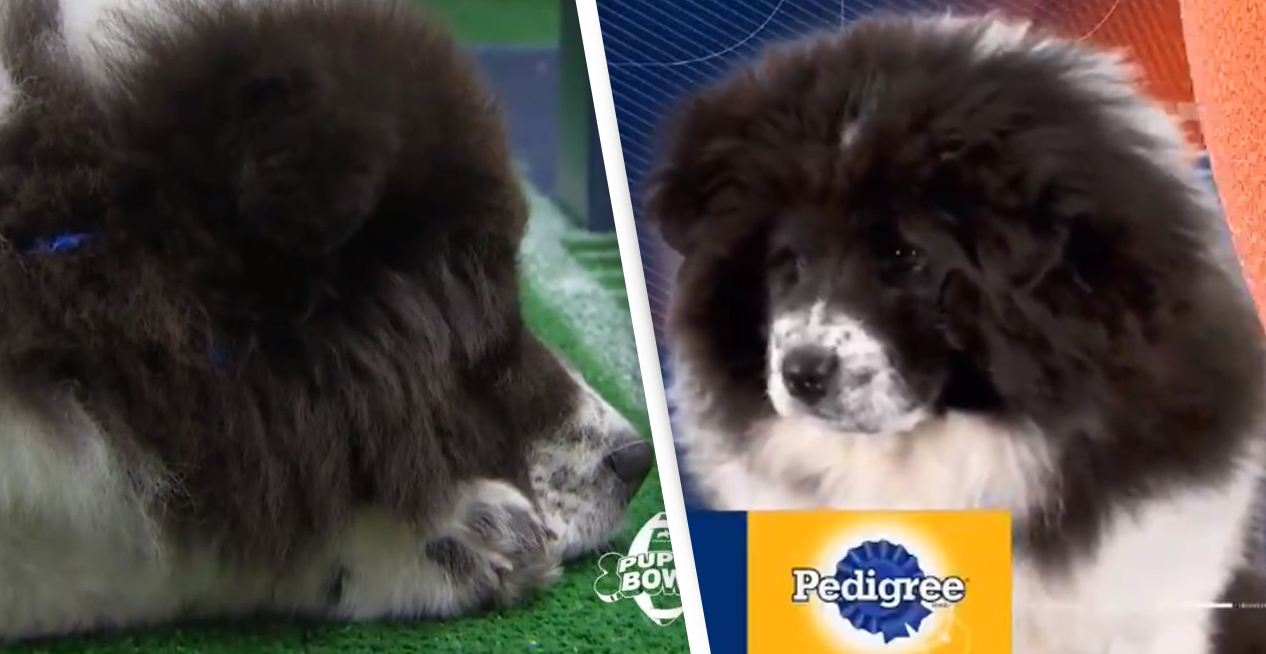 Tabte konkurrence, men vandt alles hjerter